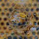 Mirror Bee City