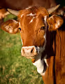 Cow-tees!