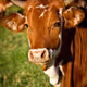 Cow-tees!