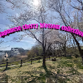 Japanese Cherry Blossom collection