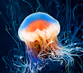 Jellyfish Obsession