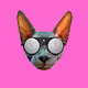 Unique sphynx collection