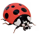 3D's Ladybugs - Metaverse is the future