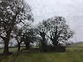 Dappled Trees of England