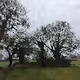 Dappled Trees of England