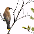Frolicking Birds of Atlantic Canada