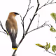 Frolicking Birds of Atlantic Canada