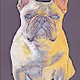 Marcella the French Bulldog
