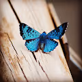 Butterflies of My World