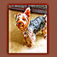 Happy Yorkie