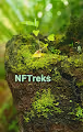 NFTreks