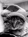 Mungle Fungible Tokens - Trippin' Cats
