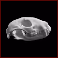 The Raccoon skull