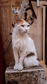 Animals / CityLife