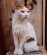 Animals / CityLife