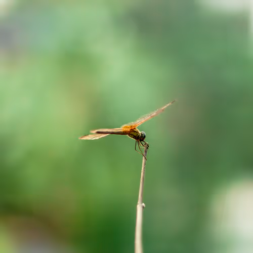 Insectt World