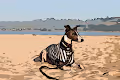 Otto The Whippet