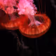 UVO: underwater vibes only