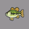 Largemouth Bass