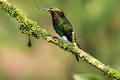 Flying hummingbirds - Polygon