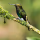 Flying hummingbirds - Polygon