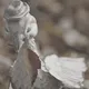 Crypto Bird_NFT Stop Motion Art
