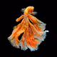 META  FISH