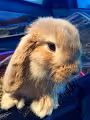 Ginger the Bunny
