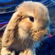 Ginger the Bunny