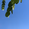daydreaming little moon
