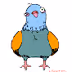 Random pigeon stuff