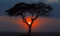 wild nature_world