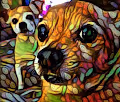 Fire Chihuahuas