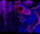 jinn1