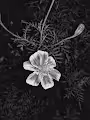 earth-of-flowers