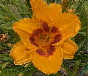 Flower & Garden Paintings