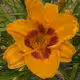 Flower & Garden Paintings