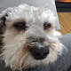 JavaThePup