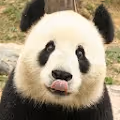 China-panda