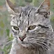 Cat Face Artwork