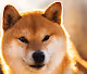 Shiba Inu Crypto World