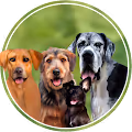 Mutt Gang