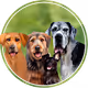 Mutt Gang