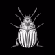SLOW MOTION BEETLES