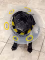 Weezy the Pug