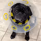 Weezy the Pug