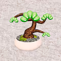 Kawaii BONSAI