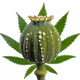 Opium and Hemp/Marijuanilla