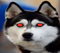HuskyDoge