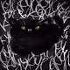 Cat, Mister Cat